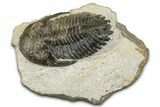 Detailed Hollardops Trilobite Fossil - Ofaten, Morocco #351260-2